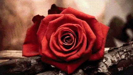  عکس گل بنفشه وحشی