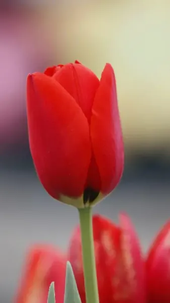  عکس گل بنفشه وحشی