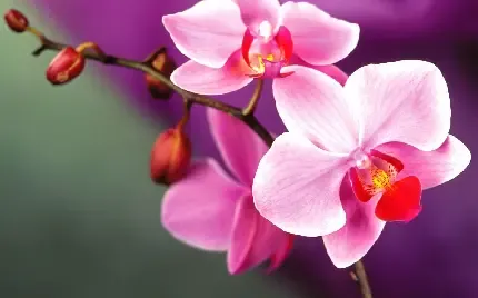  عکس گل بنفشه وحشی