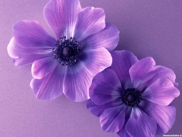 عکس گل بنفشه برای بک گراند