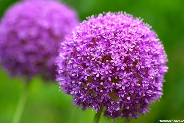 عکس گل بنفشه برای بک گراند
