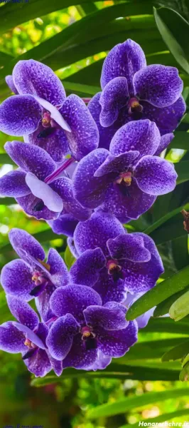 عکس گل بنفشه برای بک گراند