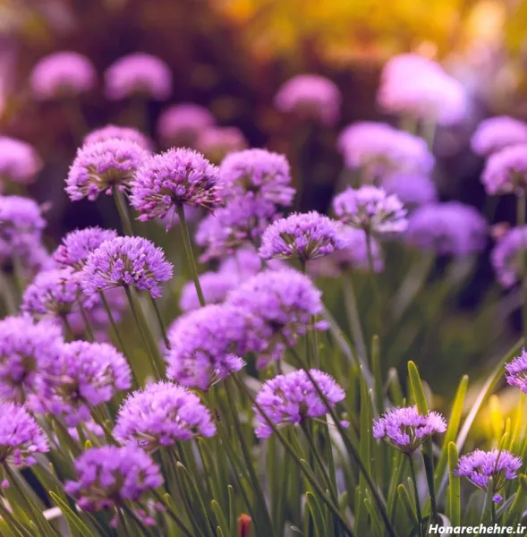 عکس گل بنفشه برای بک گراند
