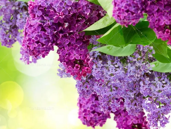 عکس گل بنفشه برای بک گراند