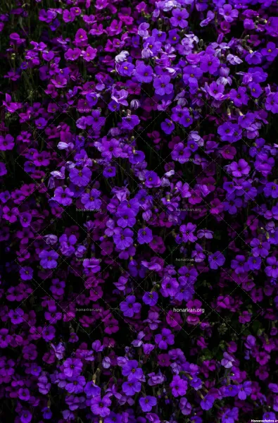 عکس گل بنفشه برای بک گراند