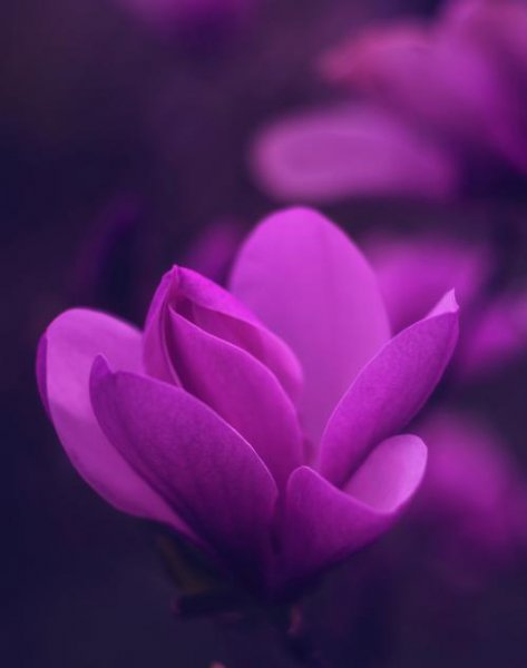 بک گراند گل بنفشه