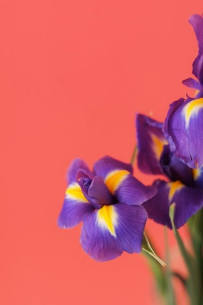 بک گراند گل بنفشه