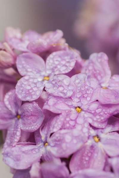 عکس گل بنفشه برای والپیپر