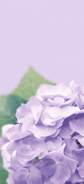 عکس گل بنفشه برای والپیپر