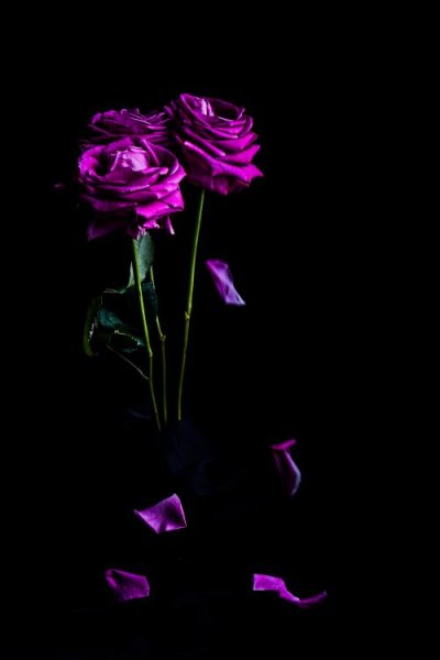 عکس گل بنفشه برای والپیپر