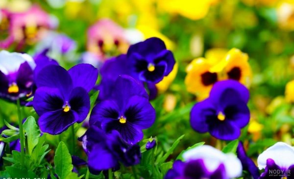 عکس گل بنفشه برای تصویر زمینه