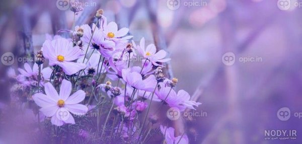 عکس گل بنفشه برای تصویر زمینه