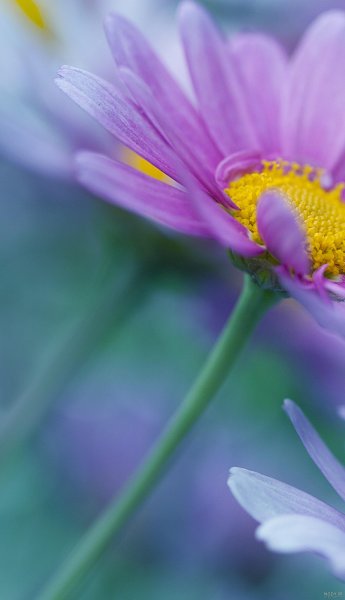 عکس گل بنفشه برای تصویر زمینه