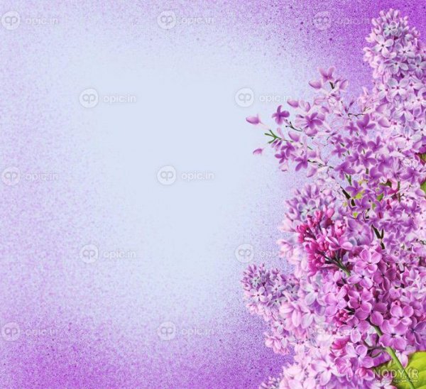 عکس گل بنفشه برای تصویر زمینه