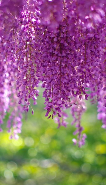 عکس گل بنفشه برای تصویر زمینه