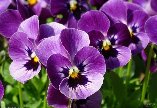 عکس گل بنفشه برای تصویر زمینه
