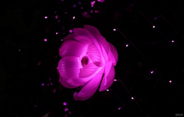 عکس گل بنفشه برای تصویر زمینه
