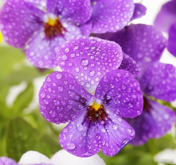عکس گل بنفشه برای تصویر زمینه