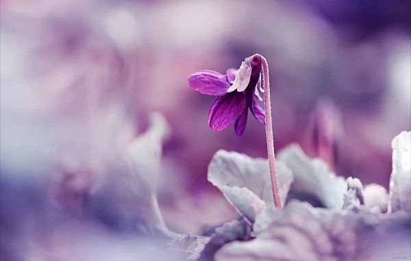 عکس گل بنفشه برای تصویر زمینه