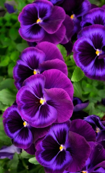 عکس گل بنفشه برای تصویر زمینه