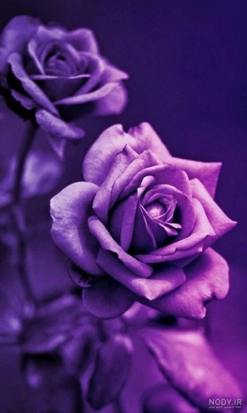 عکس گل بنفشه برای تصویر زمینه