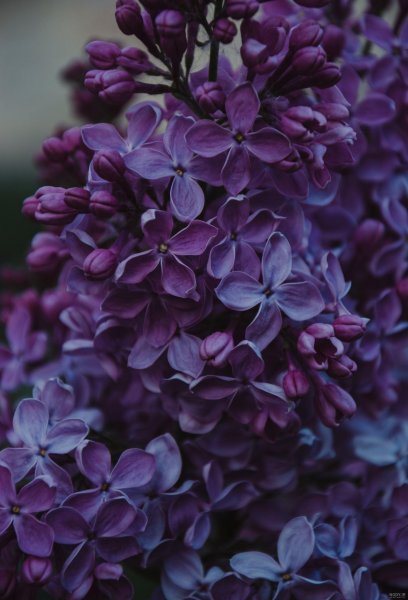 عکس گل بنفشه برای تصویر زمینه