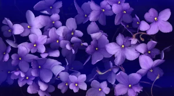 تصویر زمینه گل بنفشه