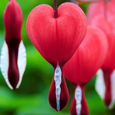 عـکس زیباترین گل