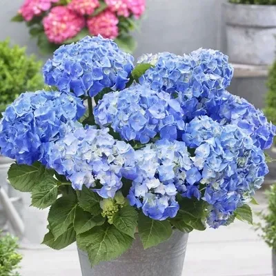  عـکس زیباترین گل