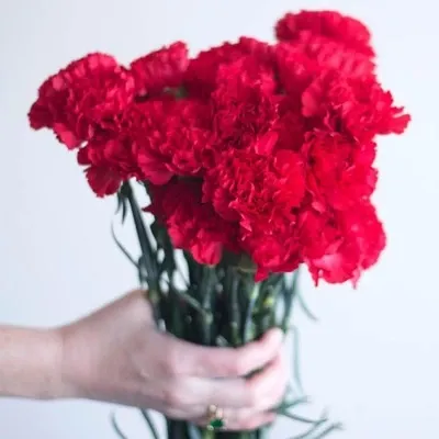  عـکس زیباترین گل