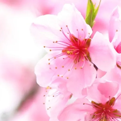  عـکس زیباترین گل