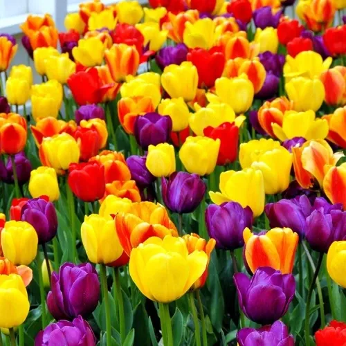  عـکس زیباترین گل
