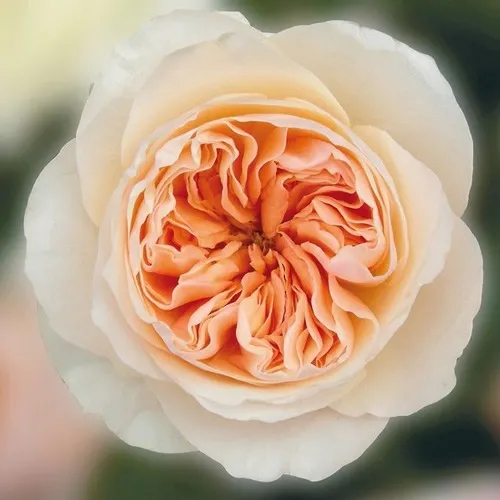  عکس زیباترین گل جهان واقعی برای پروفایل