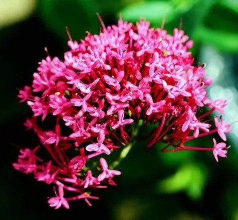  عکس زیباترین گل جهان واقعی برای پروفایل