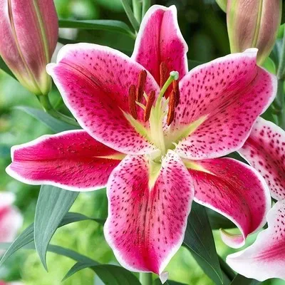  عکس زیباترین گل جهان واقعی برای پروفایل