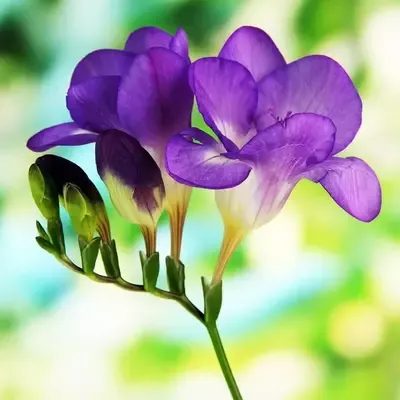  عکس زیباترین گل جهان واقعی برای پروفایل