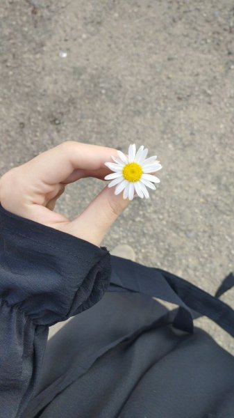 عکس گل برای پروفایل