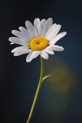  عکس گل برای پروفایل