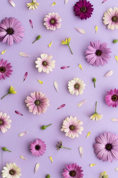  عکس گل برای پروفایل