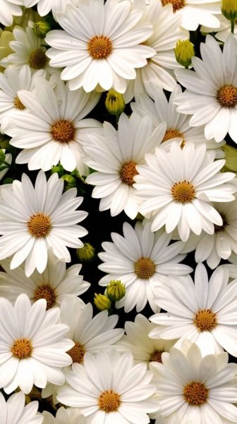  عکس گل برای پروفایل