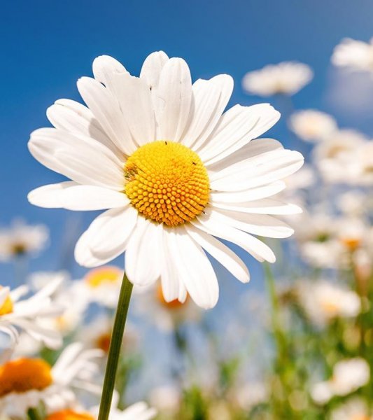  عکس گل برای پروفایل