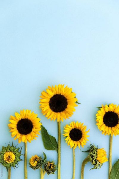  عکس گل برای پروفایل