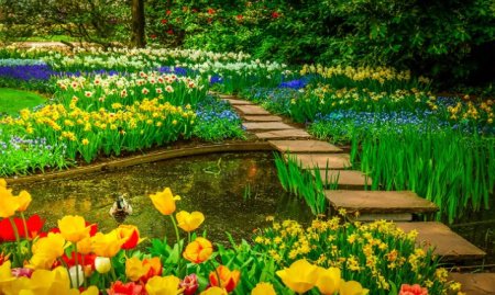  عـکس گل های بسیار زیبا با کیفیت بالا