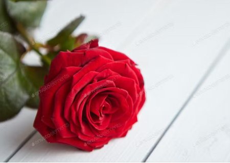  عـکس گل های بسیار زیبا با کیفیت بالا