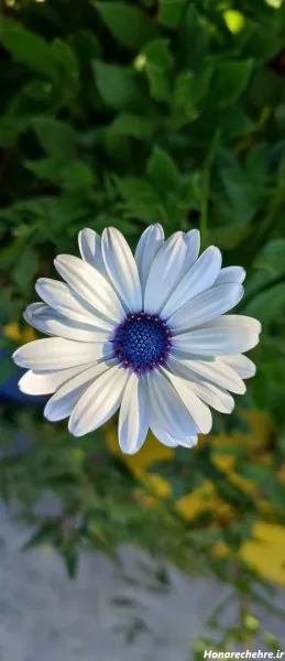 عکس منظره گلهای زیبا