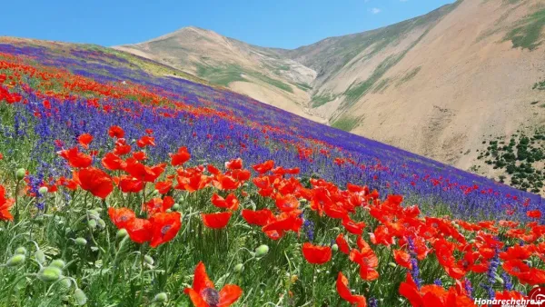  عکس منظره گلهای زیبا
