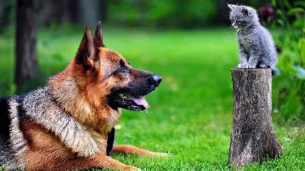  عکس پروفایل ژرمن شپرد برای واتساپ و تلگرام
