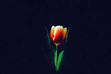  والپیپر تاف گیمینگ