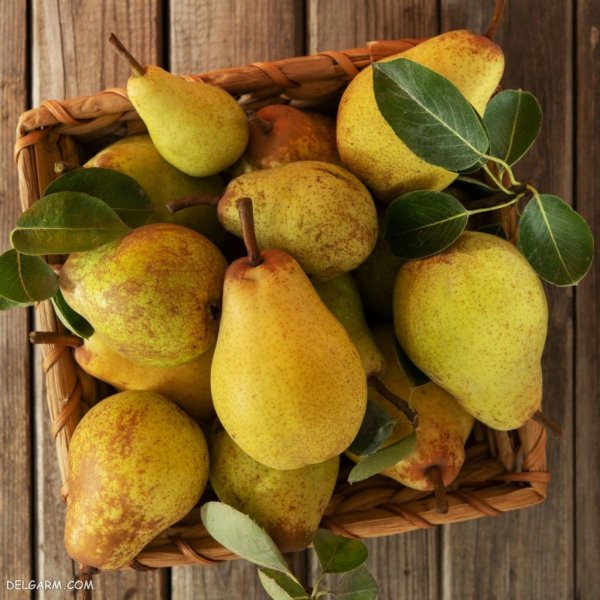  عکس پس زمینه میوه گلابی تازه