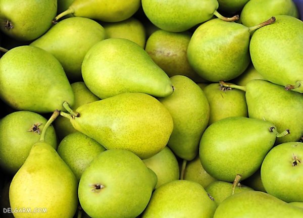  عکس گلابی برای پروفایل